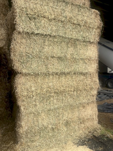 170 x Lucerne Hay 8x4x3 Bales