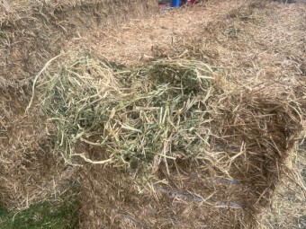 170 x Lucerne Hay 8x4x3 Bales