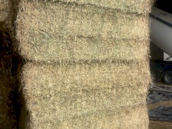 170 x Lucerne Hay 8x4x3 Bales