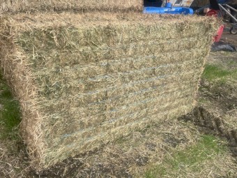 170 x Lucerne Hay 8x4x3 Bales