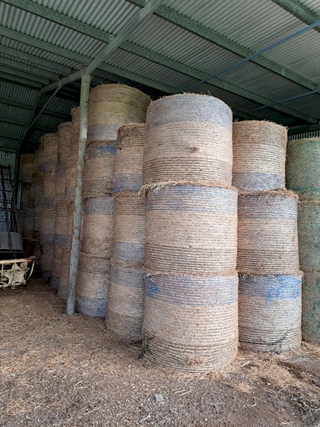 Grass Hay Rounds. Phalaris, ryegrass & clover