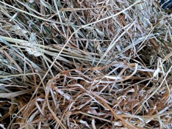 Grass Hay Rounds. Phalaris, ryegrass & clover