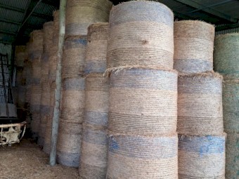 Grass Hay Rounds. Phalaris, ryegrass & clover