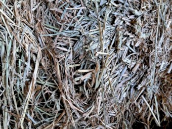 Small Squares Grass Hay