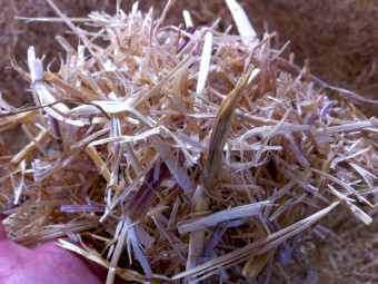 Tub Grinder with large bale conveyor