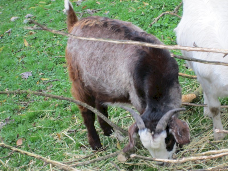 Male Goatling of about 1 year to 10 months in age.   Greyish with black markings.  