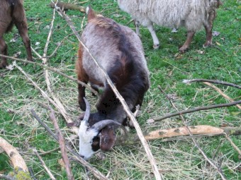 Male Goatling of about 1 year to 10 months in age.   Greyish with black markings.  