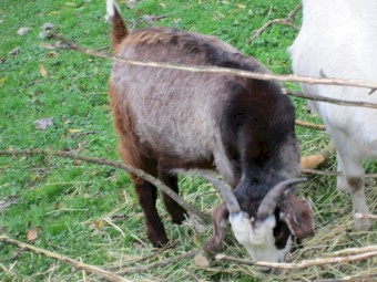Male Goatling of about 1 year to 10 months in age.   Greyish with black markings.  