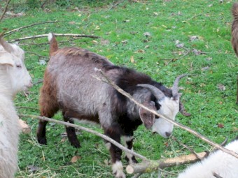 Male Goatling of about 1 year to 10 months in age.   Greyish with black markings.  