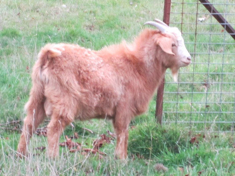 Male Goatling Fawn color of approximately 1 year to 10 months of age.  