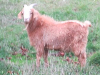 Male Goatling Fawn color of approximately 1 year to 10 months of age.  