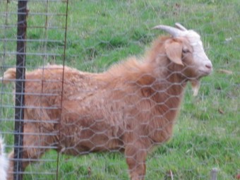 Male Goatling Fawn color of approximately 1 year to 10 months of age.  