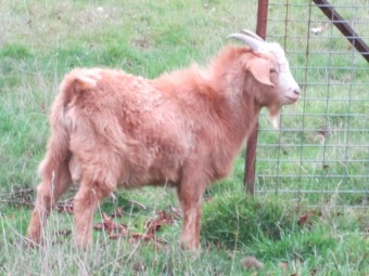Male Goatling Fawn color of approximately 1 year to 10 months of age.  