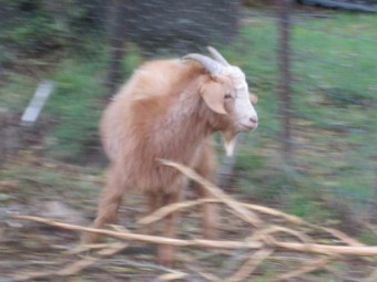 Male Goatling Fawn color of approximately 1 year to 10 months of age.  