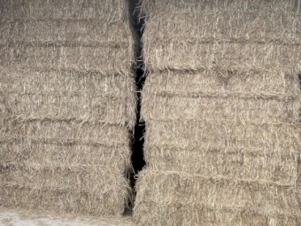 Leafy digit grass hay