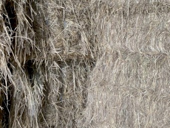 Leafy digit grass hay