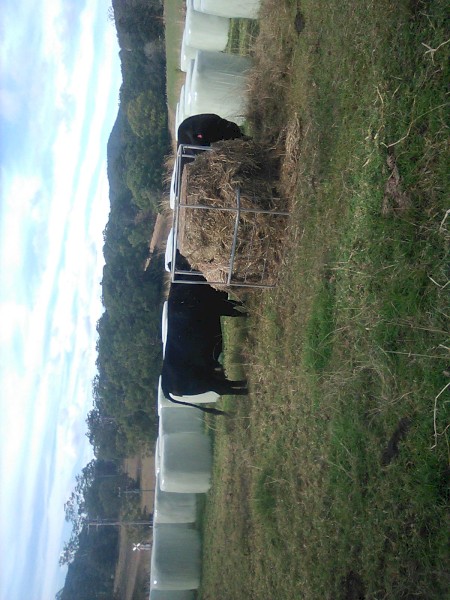 Ryegrass Silage Bales 9.4% ME