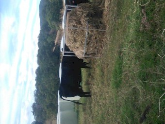 Ryegrass Silage Bales 9.4% ME