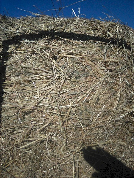 Soybean/pasture bales 14.7% protein