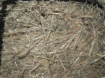 Soybean/pasture bales 14.7% protein