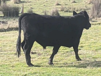 ANGUS BULL X PADDOCK RAISED