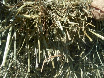 Ryegrass Silage Bales 9.4% ME