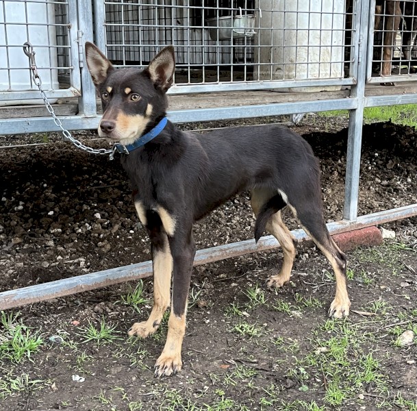 Kelpie Female