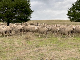 *Price Reduced* ONO 130 SIL Glendemar MPM Ewes