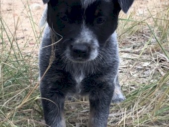 Cattle dog pups