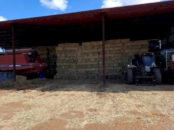 Wheaten small square bales 