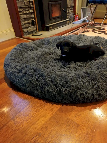 Excellent working dog pup