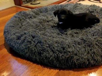 Excellent working dog pup