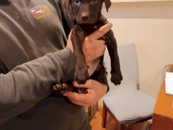 Excellent working dog pup