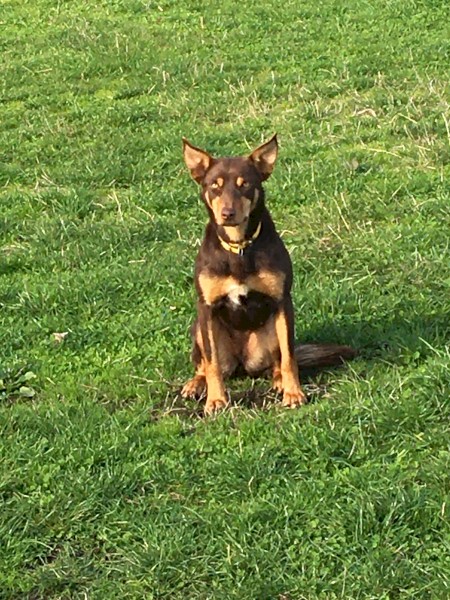 4 Month Kelpy Tan And Black Kelpie Paws Breed