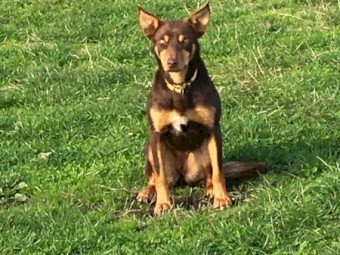 Two year old female red and tan kelpie