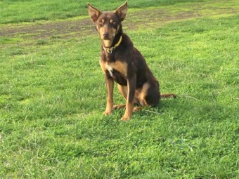 Two year old female red and tan kelpie