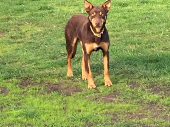 Two year old female red and tan kelpie