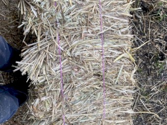 Oaten hay small squares