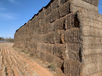 100m/t of 20/21 Season Vetch Hay