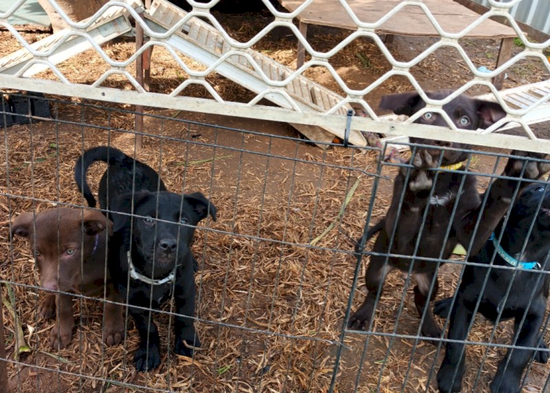 Solid coloured kelpies