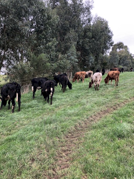 Dairy heifers, crossbred, for sale