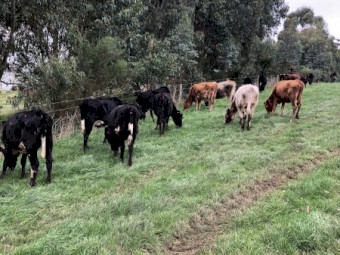 Dairy heifers, crossbred, for sale