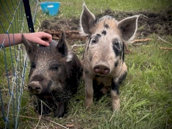 2 x full male pigs *free to good home*