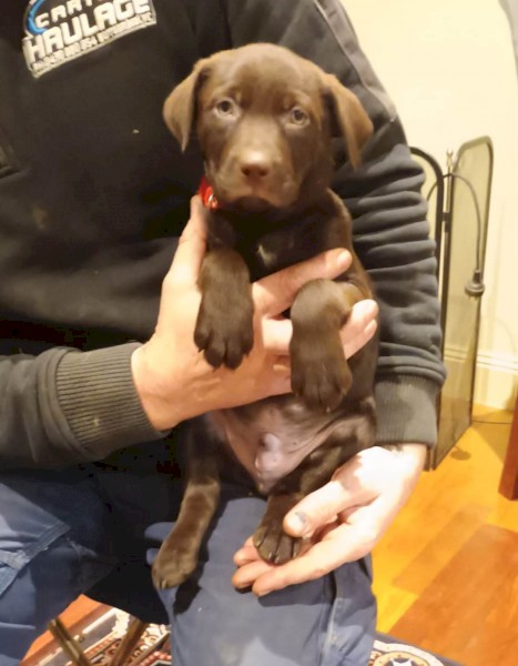 Excellent working dog pups 