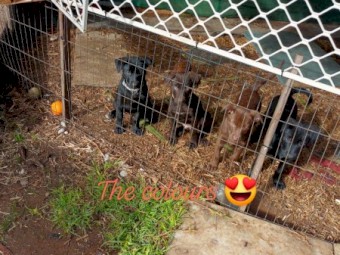 Excellent working dog pups 