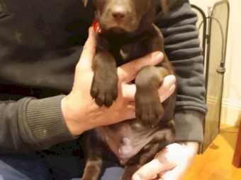 Excellent working dog pups 