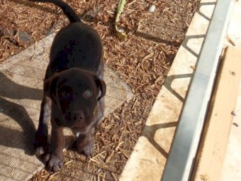 Excellent working dog pups 