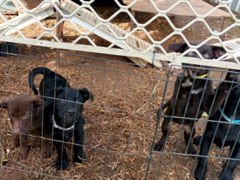 Excellent working dog pups 