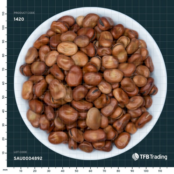 1MT - 40 x 25kg Faba Beans - Cleaned for Human Consumption