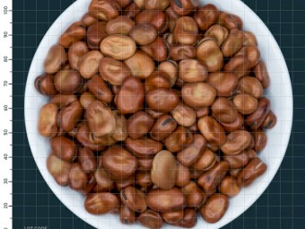 1MT - 40 x 25kg Faba Beans - Cleaned for Human Consumption